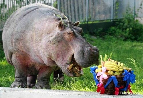 Funny Pictures of the Day