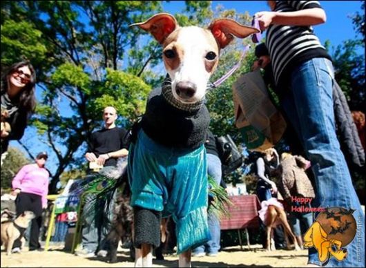 Cute Halloween Doggy Parade