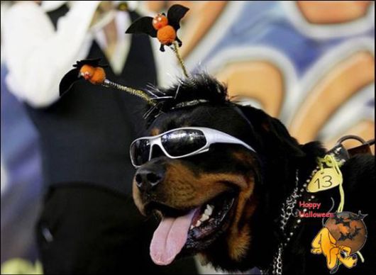 Cute Halloween Doggy Parade