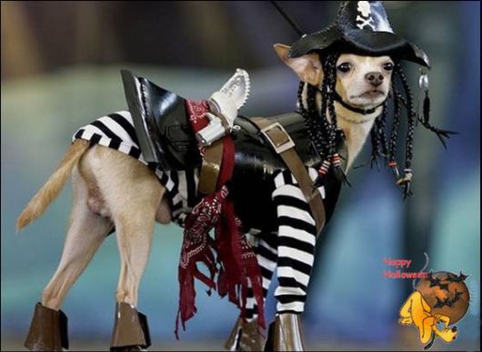 Cute Halloween Doggy Parade