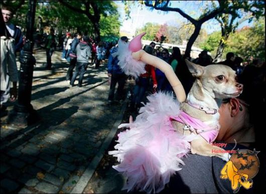 Cute Halloween Doggy Parade