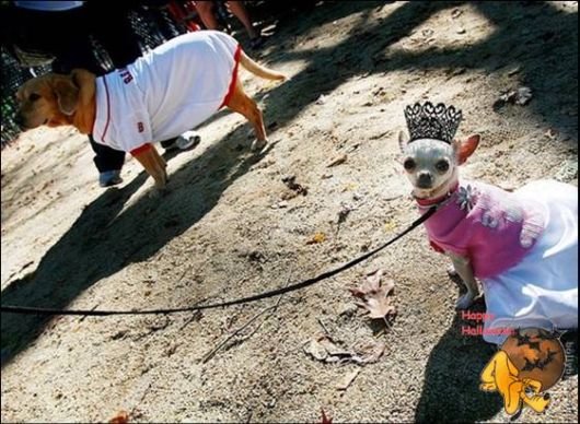 Cute Halloween Doggy Parade