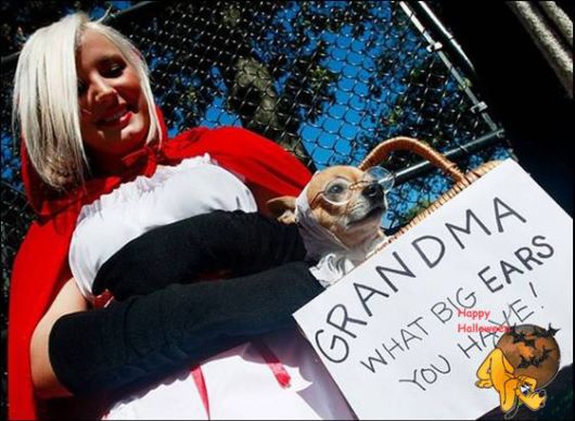 Cute Halloween Doggy Parade