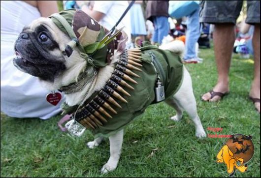 Cute Halloween Doggy Parade