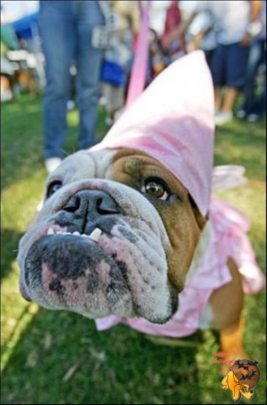 Cute Halloween Doggy Parade