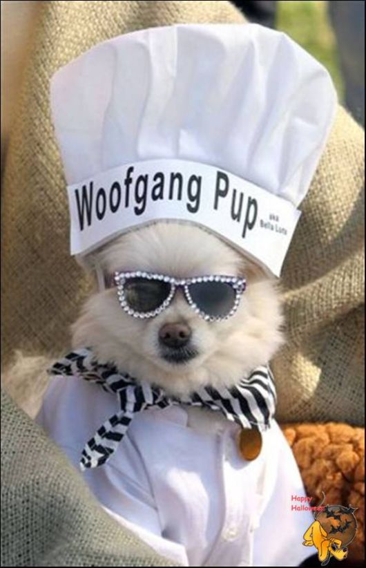 Cute Halloween Doggy Parade