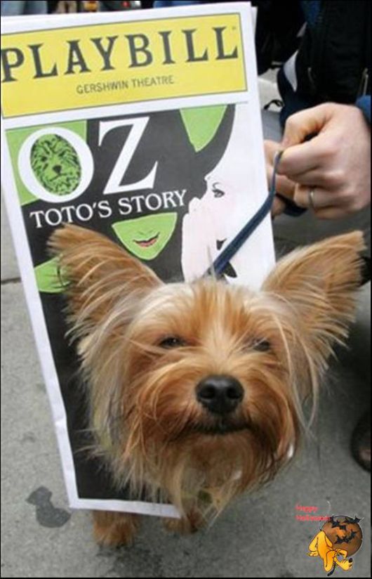 Cute Halloween Doggy Parade