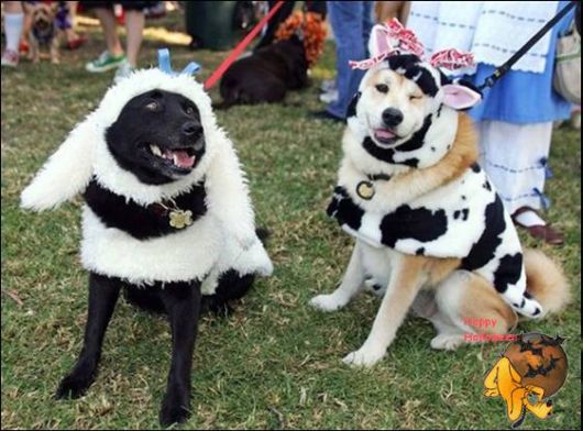 Cute Halloween Doggy Parade