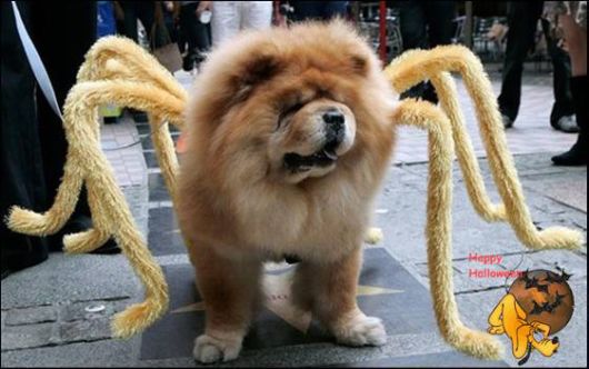 Cute Halloween Doggy Parade