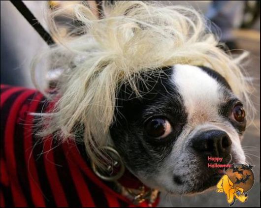 Cute Halloween Doggy Parade