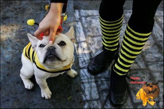 Cute Halloween Doggy Parade