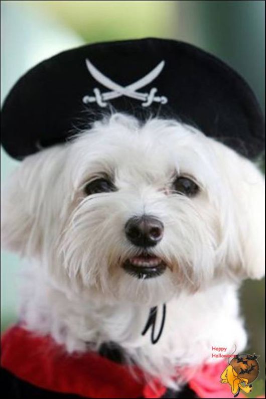 Cute Halloween Doggy Parade