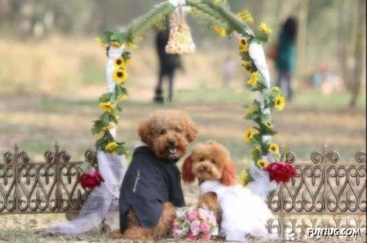 Hello Kitty & Dear Daniel Amazing Wedding