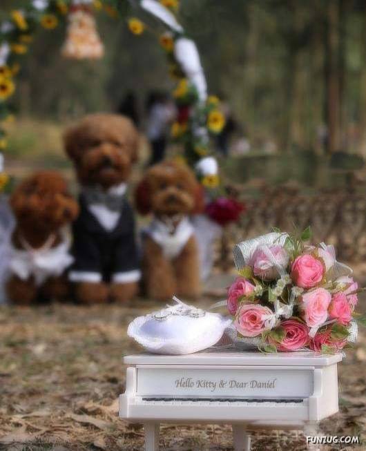 Hello Kitty & Dear Daniel Amazing Wedding