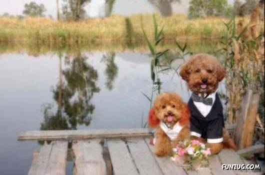 Hello Kitty & Dear Daniel Amazing Wedding