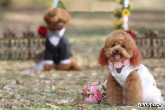 Hello Kitty & Dear Daniel Amazing Wedding