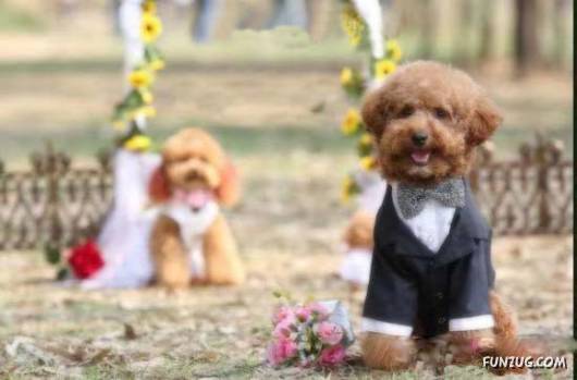 Hello Kitty & Dear Daniel Amazing Wedding