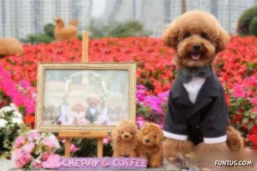 Hello Kitty & Dear Daniel Amazing Wedding