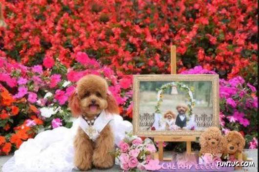 Hello Kitty & Dear Daniel Amazing Wedding