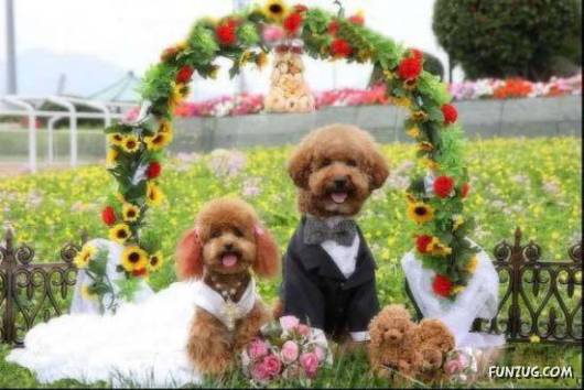 Hello Kitty & Dear Daniel Amazing Wedding