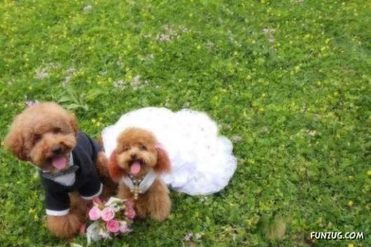 Hello Kitty & Dear Daniel Amazing Wedding