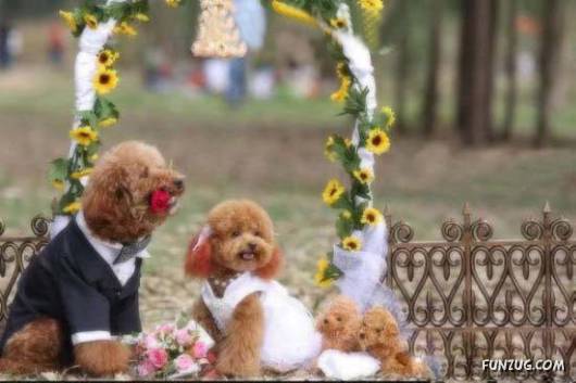 Hello Kitty & Dear Daniel Amazing Wedding