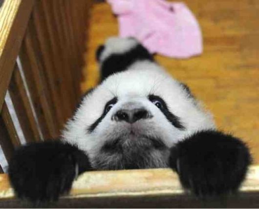 The Least Photogenic Animals On The Planet