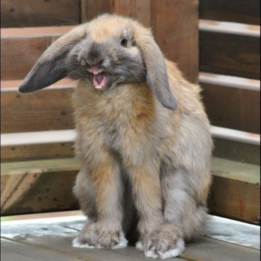 The Least Photogenic Animals On The Planet