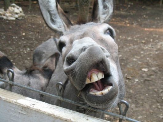 The Least Photogenic Animals On The Planet