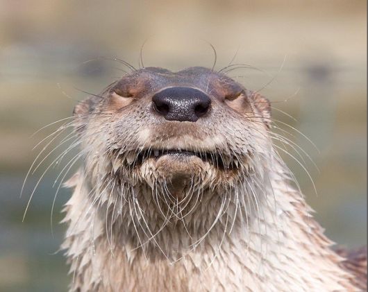 The Least Photogenic Animals On The Planet