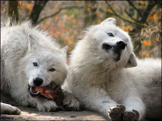 The Least Photogenic Animals On The Planet