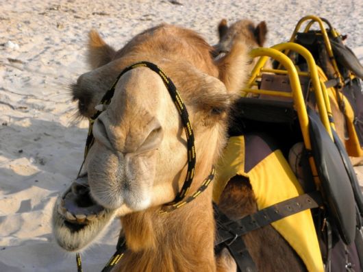 The Least Photogenic Animals On The Planet