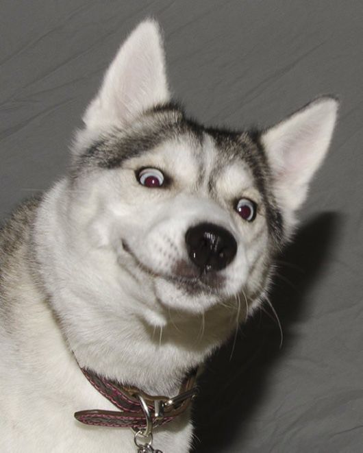 The Least Photogenic Animals On The Planet