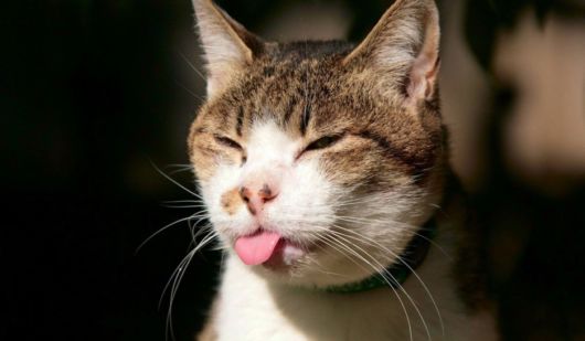 The Least Photogenic Animals On The Planet