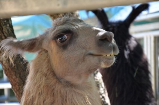 The Least Photogenic Animals On The Planet