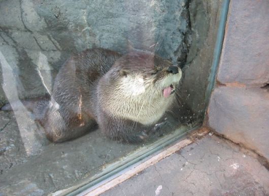 The Least Photogenic Animals On The Planet