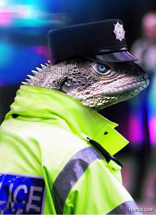 Funny World of Lizards