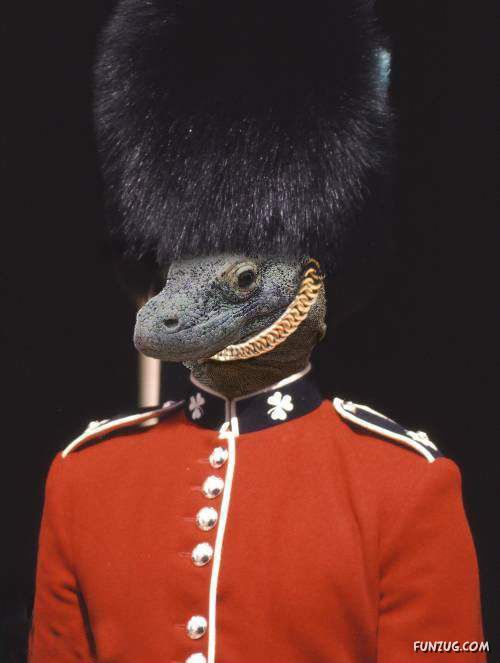 Funny World of Lizards