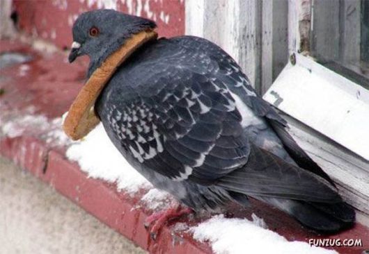 Mix Funny Pictures of the Day