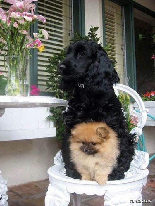 Mix Funny Pictures of the Day