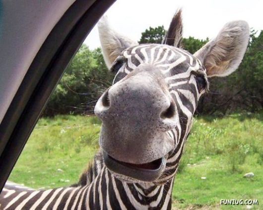 Some Mix Funny Pix of the Day