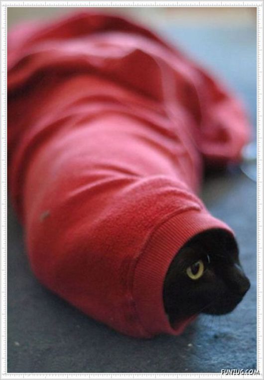 Mix Fun Pictures of the Day