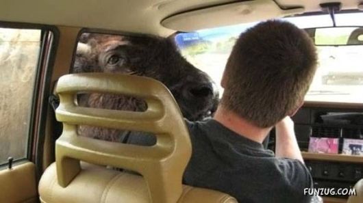 Mixx Funny Pictures Collection