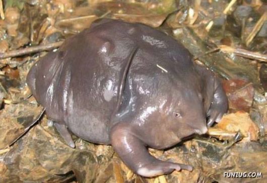 Mixx Funny Pictures Collection