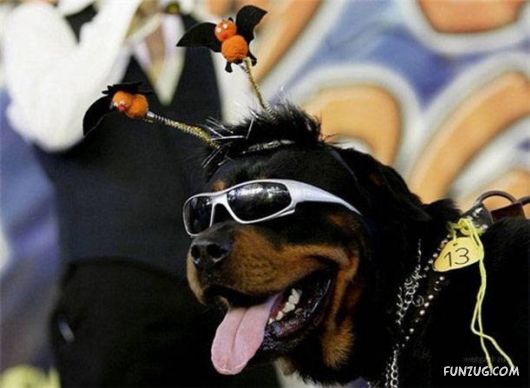 Mixx Funny Pictures Collection