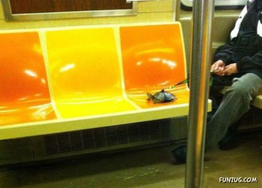 Adventures In Public Transportation