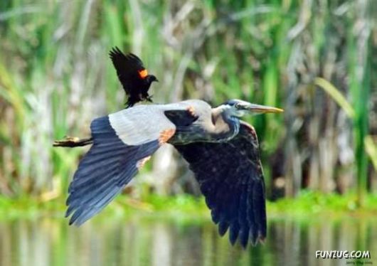 Curious Miscellaneous Funny Photos