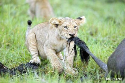 Curious Miscellaneous Funny Photos