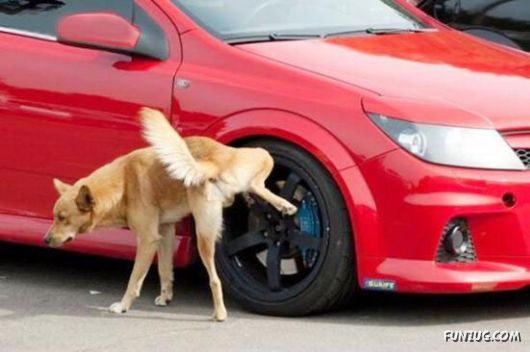 Curious Miscellaneous Funny Photos