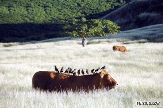 Curious Miscellaneous Funny Photos